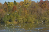 Geese gathering for a meeting