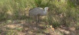 Sandhill Crane and Chick