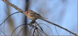 Purple Finch