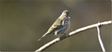 Pine Siskin