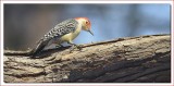 RED BELLIED WOODPECKER