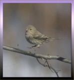 HOUSE FINCH / FEMALE