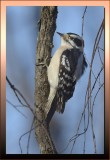 DOWNY WOODPECKER / MALE