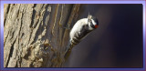 DOWNY WOODPECKER  MALE