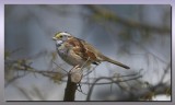 White -throated Sparrow   