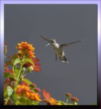 RUBY-THROATED HUMMING BIRD / FEMALE