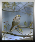 WHITE THROATED SPARROW 
