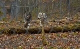 NORTH WESTERN WOLF AND GRAY WOLF