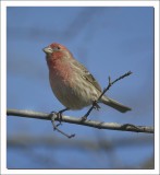 PURPLE FINCH