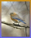 EASTERN BLUEBIRD / FEMALE