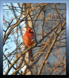 CARDINAL MALE