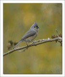 TUFTED TITMOUSE 