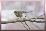 YELLOW RUMPED WARBLER