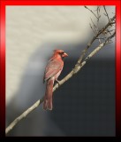 Male Cardinal