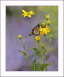 MONARCH BUTTERFLY