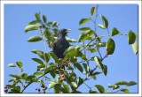 BIRDS LOVE BERRIES