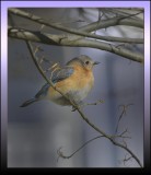 EASTERN BLUEBIRD / FEMALE