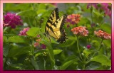 TIGER SWALLOWTAIL / ON LANTANA 