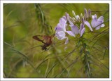 HUMMINGBIRD MOTH