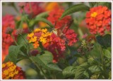 HUMMINGBIRD MOTH  ON LANTANA 