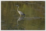 GREAT BLUE HERON