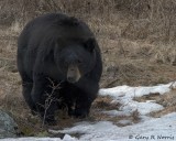 Bear, Black IMG_2172.jpg