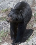 Bear, Black IMG_2694.jpg