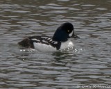 Goldeneye, Barrows IMG_2907.jpg