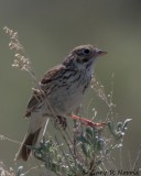 Sparrow, Vesper IMG_0102.jpg