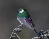Swallow, Violet-green IMG_0822.jpg