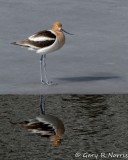 Avocet, American IMG_4870.jpg