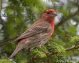 Finch, House AL7A4760.jpg