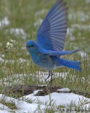 Bluebird, Mountain AL7A0494.jpg