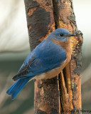 Bluebird, Eastern AL7A6897.jpg