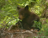 Black Bear Cub IMG_5391.jpg