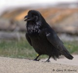 Raven, Common IMG_6462.jpg