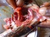 Nigeria - demonstrating how to find pituitary gland (injected to induce fish spawning)