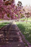 The pink path