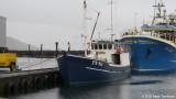 Morgunroin TN 919