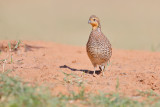 Northern Bobwhite