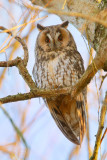 Long-eared Owl