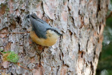 European Nuthatch