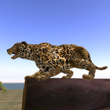 jaguar_crouching_009a copy.jpg