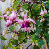 In our garden