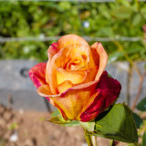 In our garden