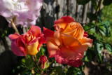 In our garden