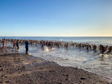 Budleigh Salterton Christmas Morning Swim