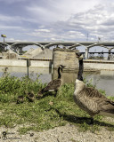 Geese and Goslings