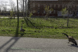 Goose, Geese + Goslings