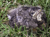 Baby Robin